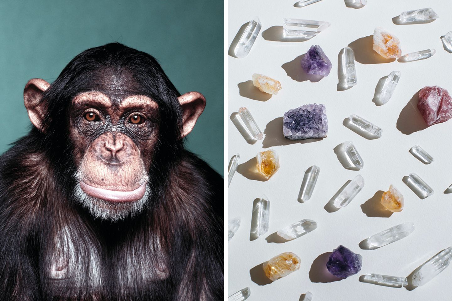 Ein Schimpanse und verschiedene Kristalle