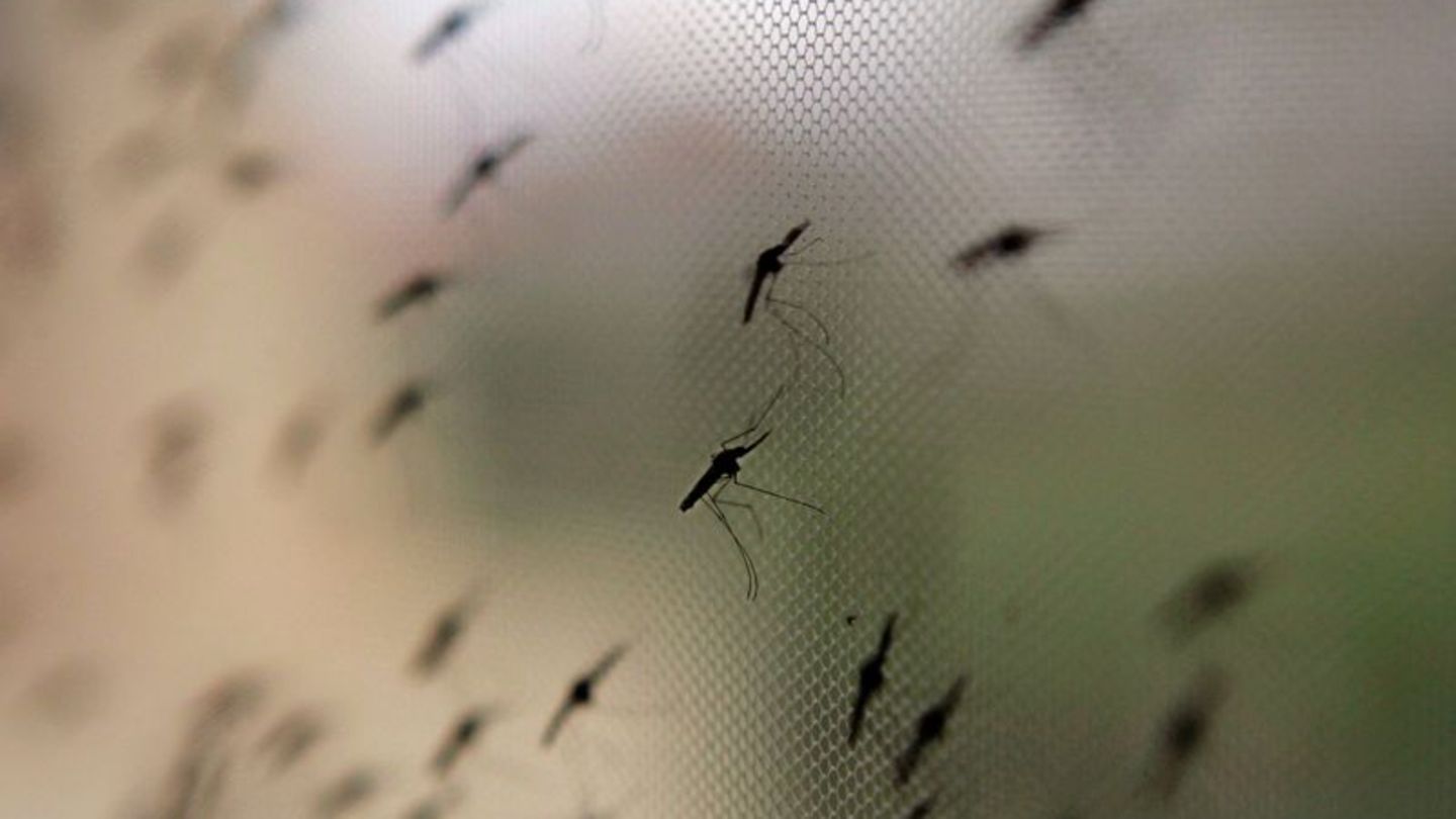 Die Anopheles-Mücke überträgt Malaria. Familien mit Baby oder Kleinkindern sollten lieber Reiseziele abseits von Malaria-Gebiete