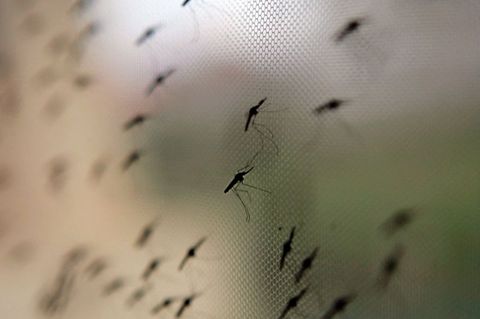 Die Anopheles-Mücke überträgt Malaria. Familien mit Baby oder Kleinkindern sollten lieber Reiseziele abseits von Malaria-Gebiete