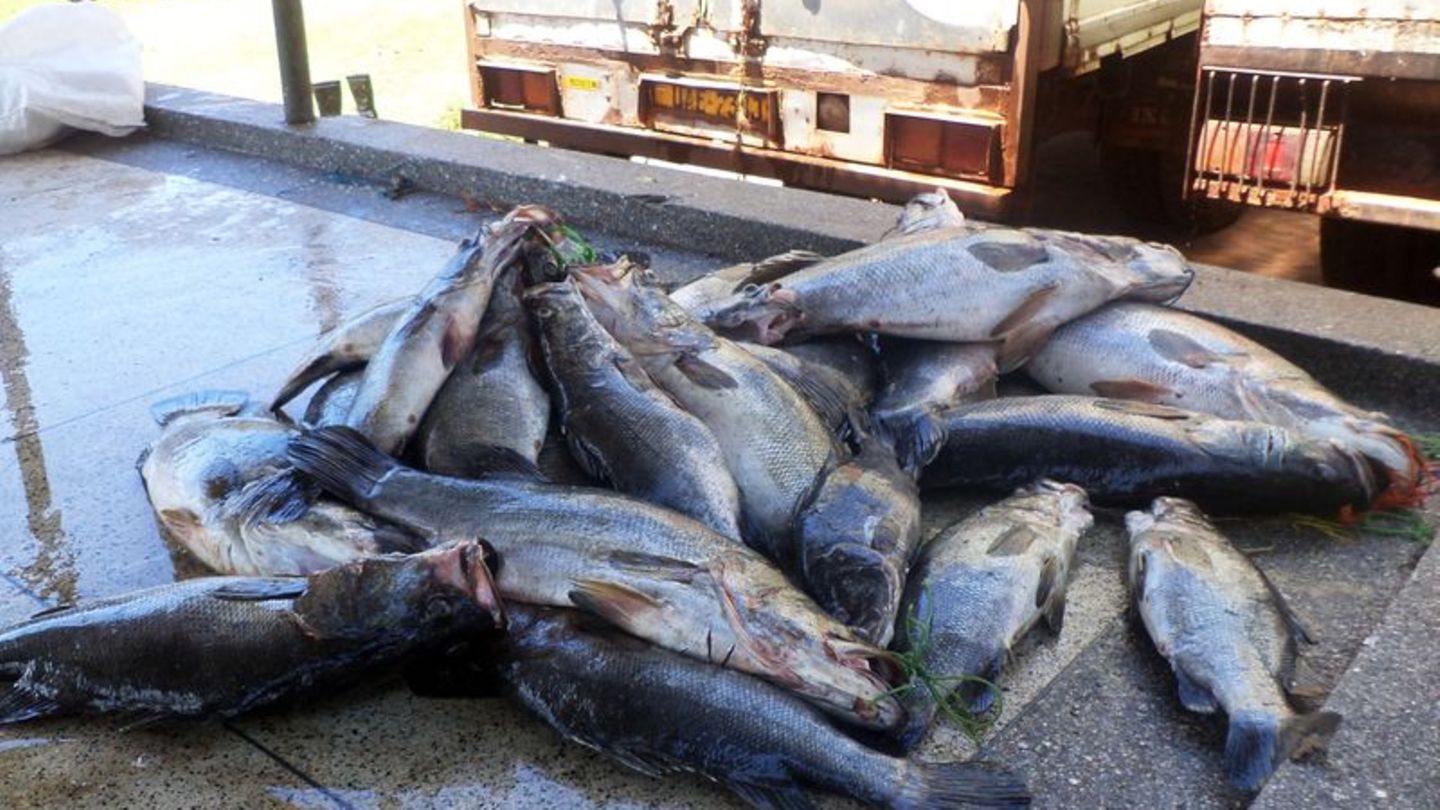 Mittelgroße Nilbarsche aus dem Viktoriasee. (Archivbild) Foto: picture alliance / dpa