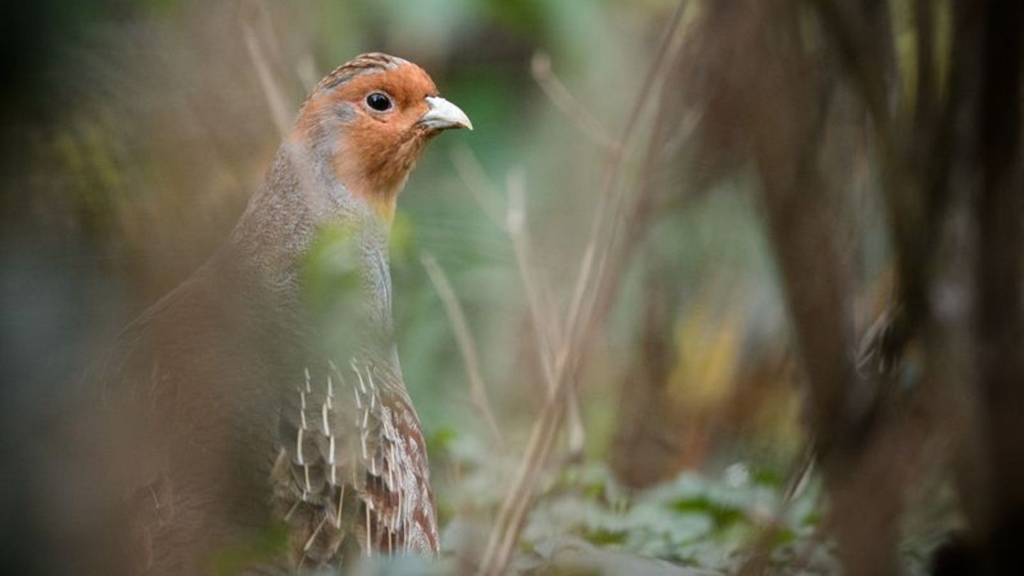 Ein Rebhuhn sitzt in einem Gehege des Zoologischen Gartens Wilhelma