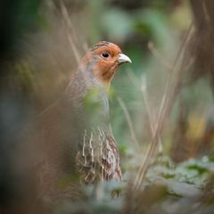 Ein Rebhuhn sitzt in einem Gehege des Zoologischen Gartens Wilhelma