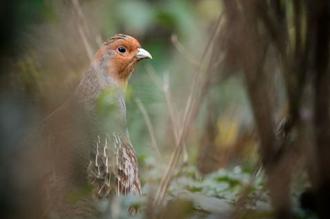 Ein Rebhuhn sitzt in einem Gehege des Zoologischen Gartens Wilhelma