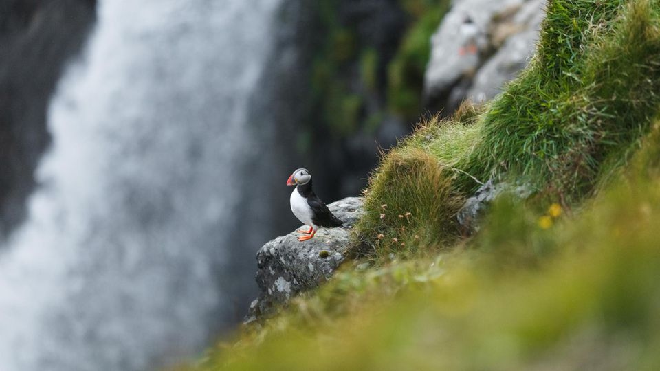 Papageitaucher auf den Faröer