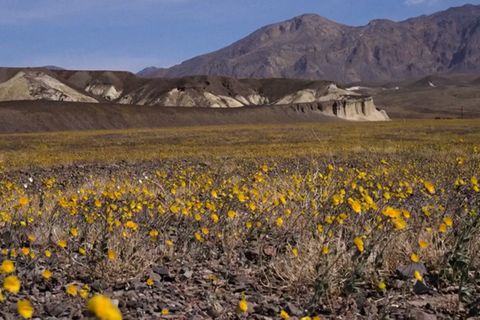 Seltenes Naturspektakel: Üppige Regenfälle sorgen für eine Blütenpracht im Death Valley