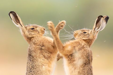 Animal Behaviour  The Fur Flew  Animal Behaviour | Runner-up  Sarah Darnell  Brown hare (Lepus europaeus)  Bintree, Norfolk, England     It was an exciting start to my early morning when I was able to witness the agility and effort of a pair of hares boxing. They were so close that I could hear the puffs and pants as they performed in front of me. As the activity became more intense, fur was lost, and I loved how it stayed on top of the hare’s head throughout this frenetic time. So intent were they to win the battle of wills they ignored my presence lying on the ground in plain sight.   