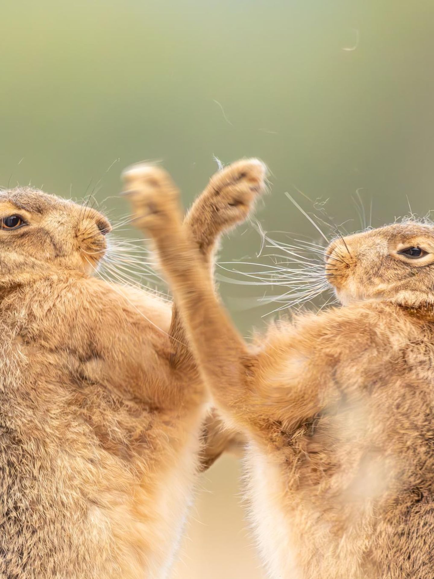 Animal Behaviour  The Fur Flew  Animal Behaviour | Runner-up  Sarah Darnell  Brown hare (Lepus europaeus)  Bintree, Norfolk, England     It was an exciting start to my early morning when I was able to witness the agility and effort of a pair of hares boxing. They were so close that I could hear the puffs and pants as they performed in front of me. As the activity became more intense, fur was lost, and I loved how it stayed on top of the hare’s head throughout this frenetic time. So intent were they to win the battle of wills they ignored my presence lying on the ground in plain sight.   