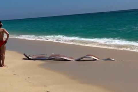 Mexiko: Meterlange "Seemonster"? Reisende stoßen auf gestrandete Riemenfische