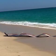 Mexiko: Meterlange "Seemonster"? Reisende stoßen auf gestrandete Riemenfische
