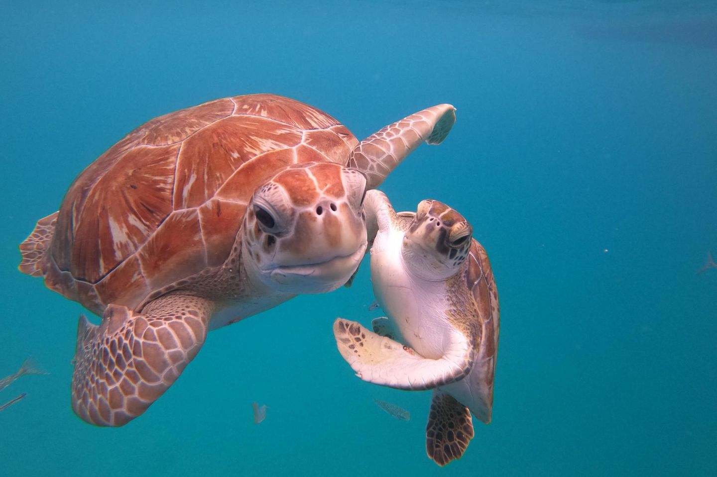 Meeresschildkröten im Wasser vor Barbados