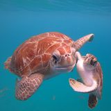 Meeresschildkröten im Wasser vor Barbados