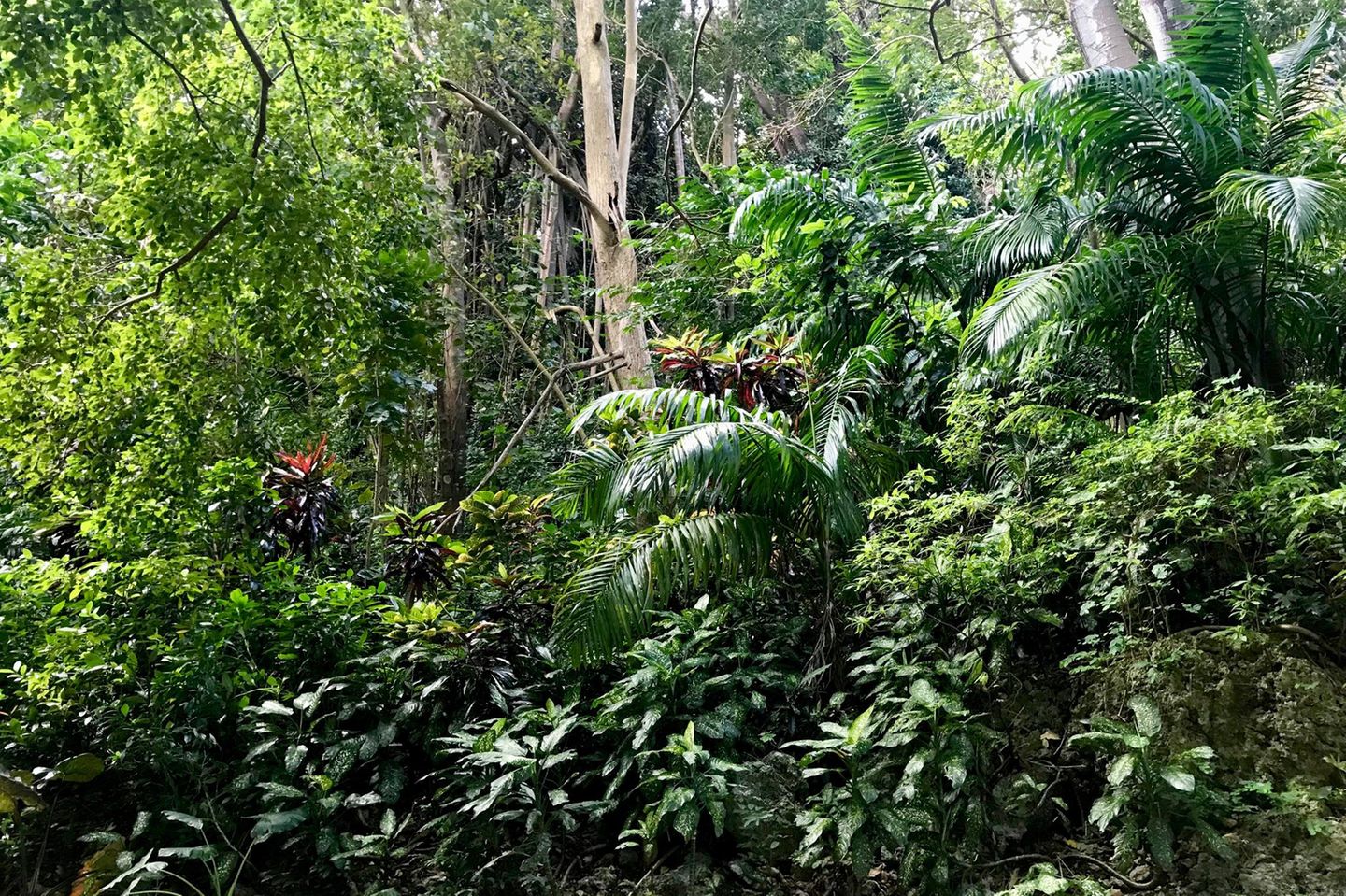 Regenwald im Welchman Hall Gully