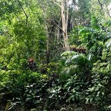 Regenwald im Welchman Hall Gully