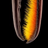 Blank polierte Waffen eines Käfers