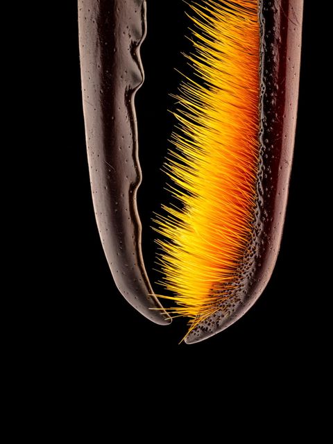 Blank polierte Waffen eines Käfers