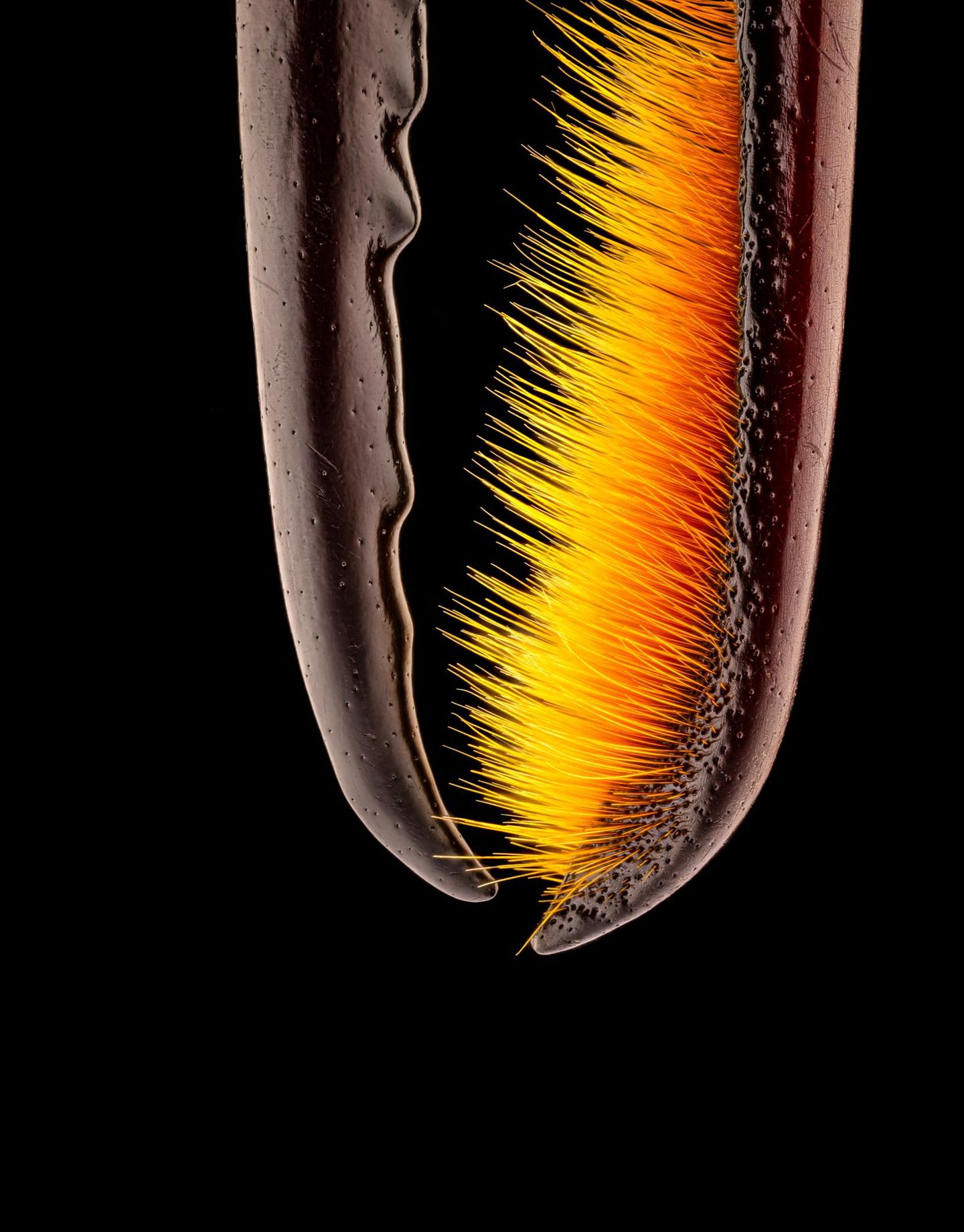 Blank polierte Waffen eines Käfers