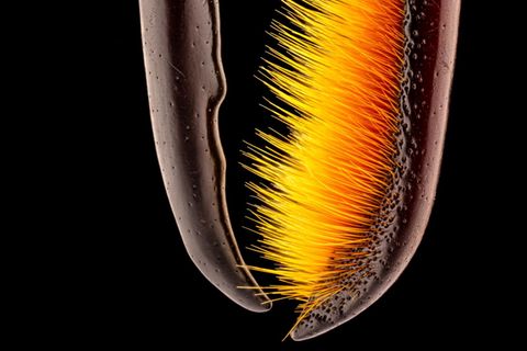 Blank polierte Waffen eines Käfers