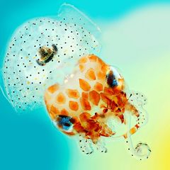 Der hier fotografierte junge Zwergtintenfisch lebt an der Küste Hawaiis