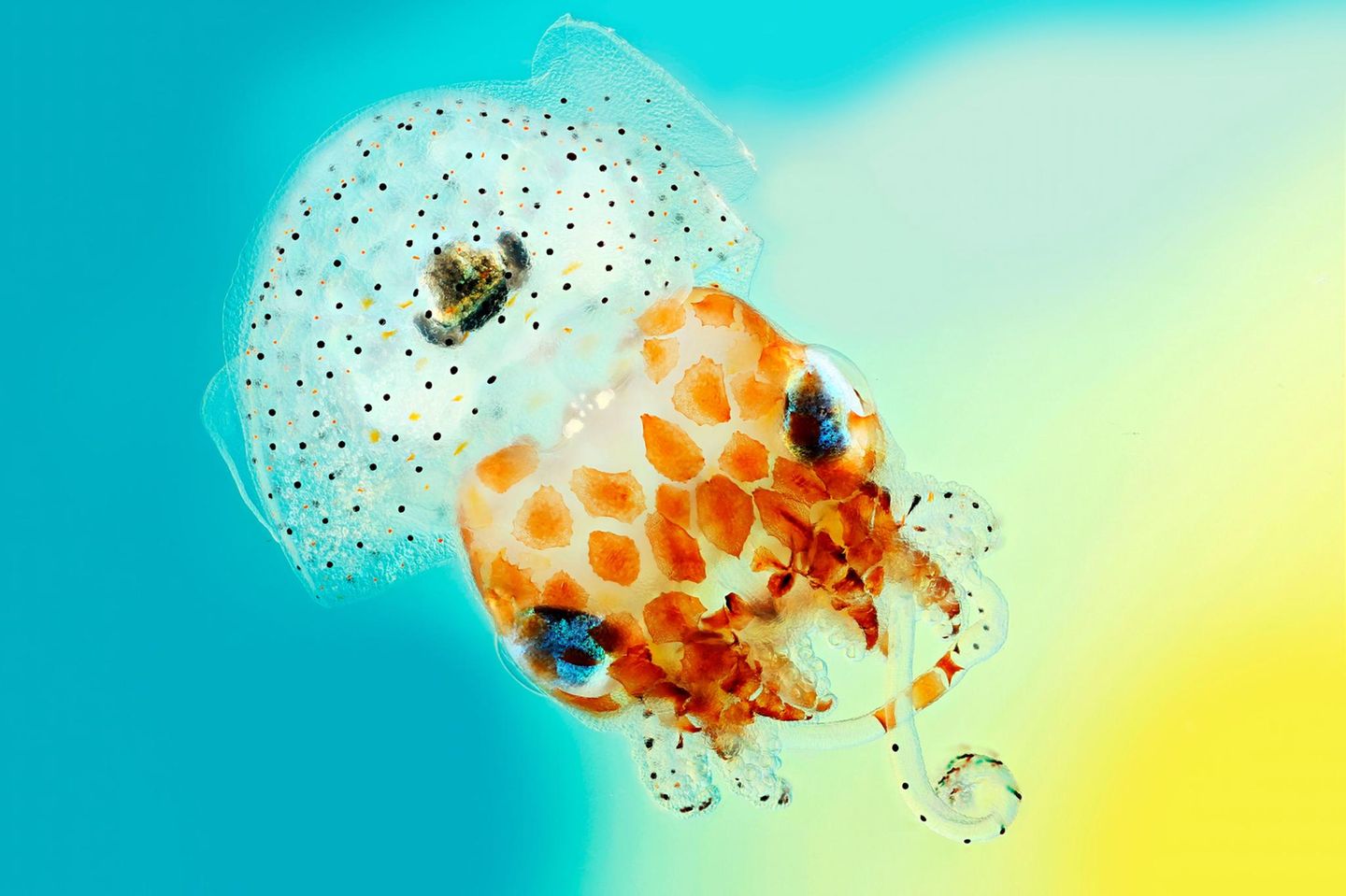 Der hier fotografierte junge Zwergtintenfisch lebt an der Küste Hawaiis