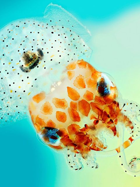 Der hier fotografierte junge Zwergtintenfisch lebt an der Küste Hawaiis