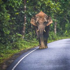 Khao-Yai-Nationalpark in Thailand: Straßen verkleinern und zerschneiden in Südostasien immer öfter die Lebensräume von wilden Elefanten. Die Folge sind häufigere Konflikte zwischen Mensch und Tier