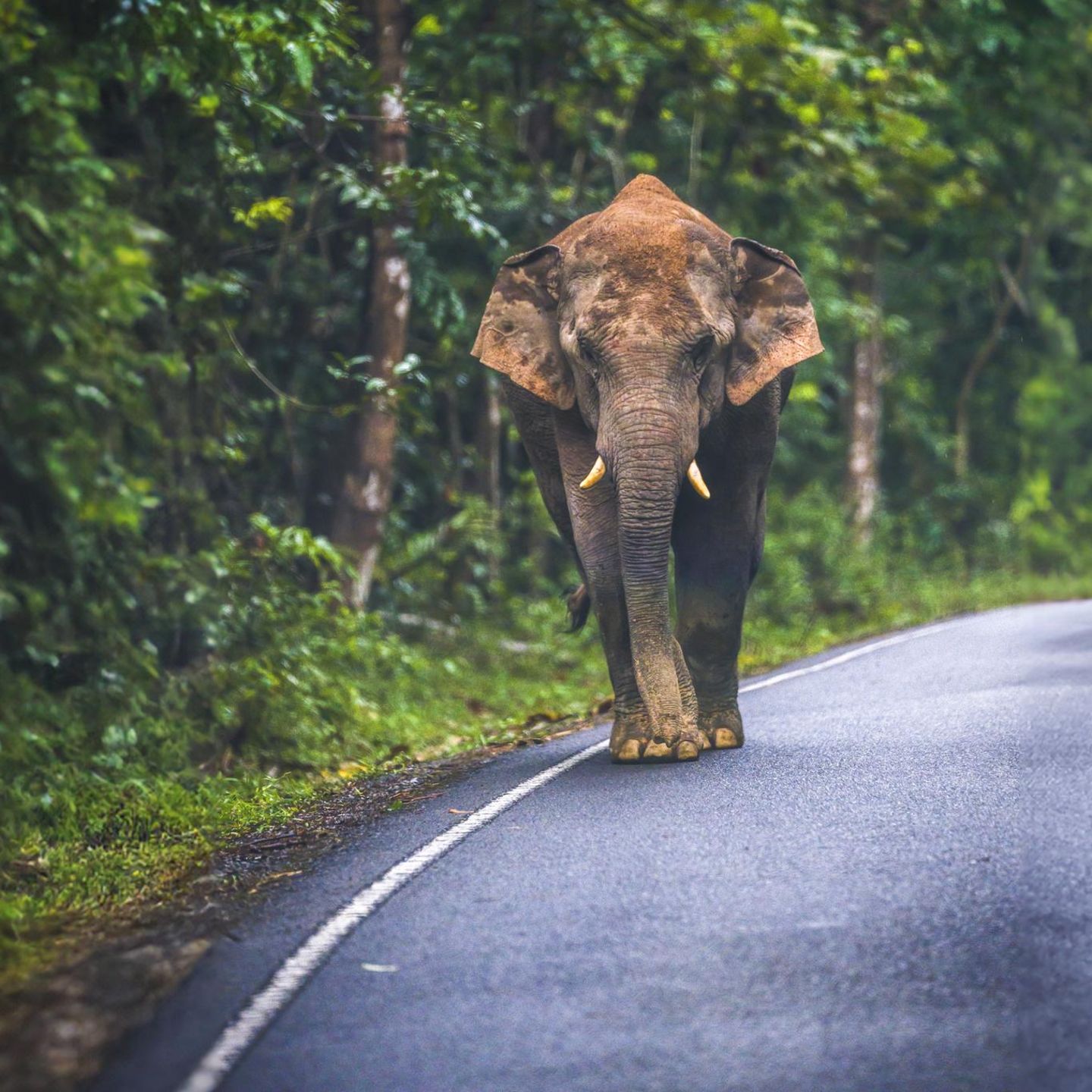 Khao-Yai-Nationalpark in Thailand: Straßen verkleinern und zerschneiden in Südostasien immer öfter die Lebensräume von wilden Elefanten. Die Folge sind häufigere Konflikte zwischen Mensch und Tier