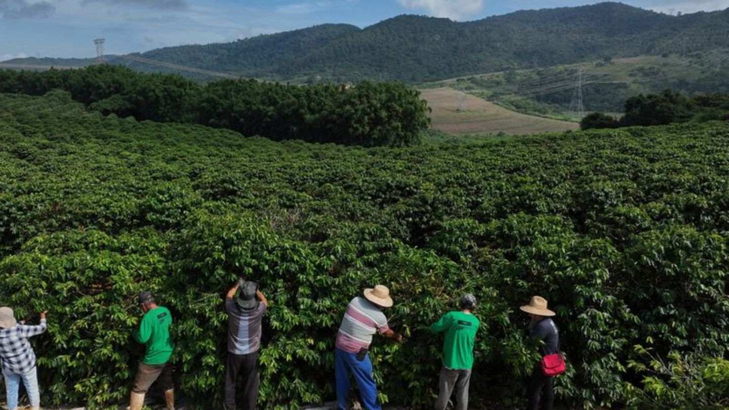Heftiger Starkregen bedroht laut einer Studie zunehmend die Kaffeeproduktion im weltweit größten Anbauland Brasilien. (Archivbil