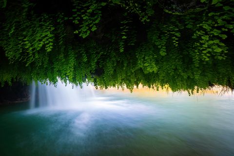 In Zrmanja, Kroatien, entdeckte der Fotograf Ingo Zahlheimer diese besondere Perspektive auf einen der zahlreichen Wasserfälle: Frauenhaarfarn bildet nicht nur in feuchten Nischen, sondern auch an der Unterseite von Felsvorsprüngen aus hellem Tuffstein dichte, dekorative Teppiche.   