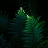 Mit ihrer Urtümlichkeit und der Regelmäßigkeit ihrer Formen bieten Farne ein lohnendes Fotomotiv. Mit diesem Stillleben aus dem schattigen Wald von La Cavada, Spanien, gelang dem Fotografen Alfonso Lalastra eine Aufnahme von fast mystischer Schönheit.
