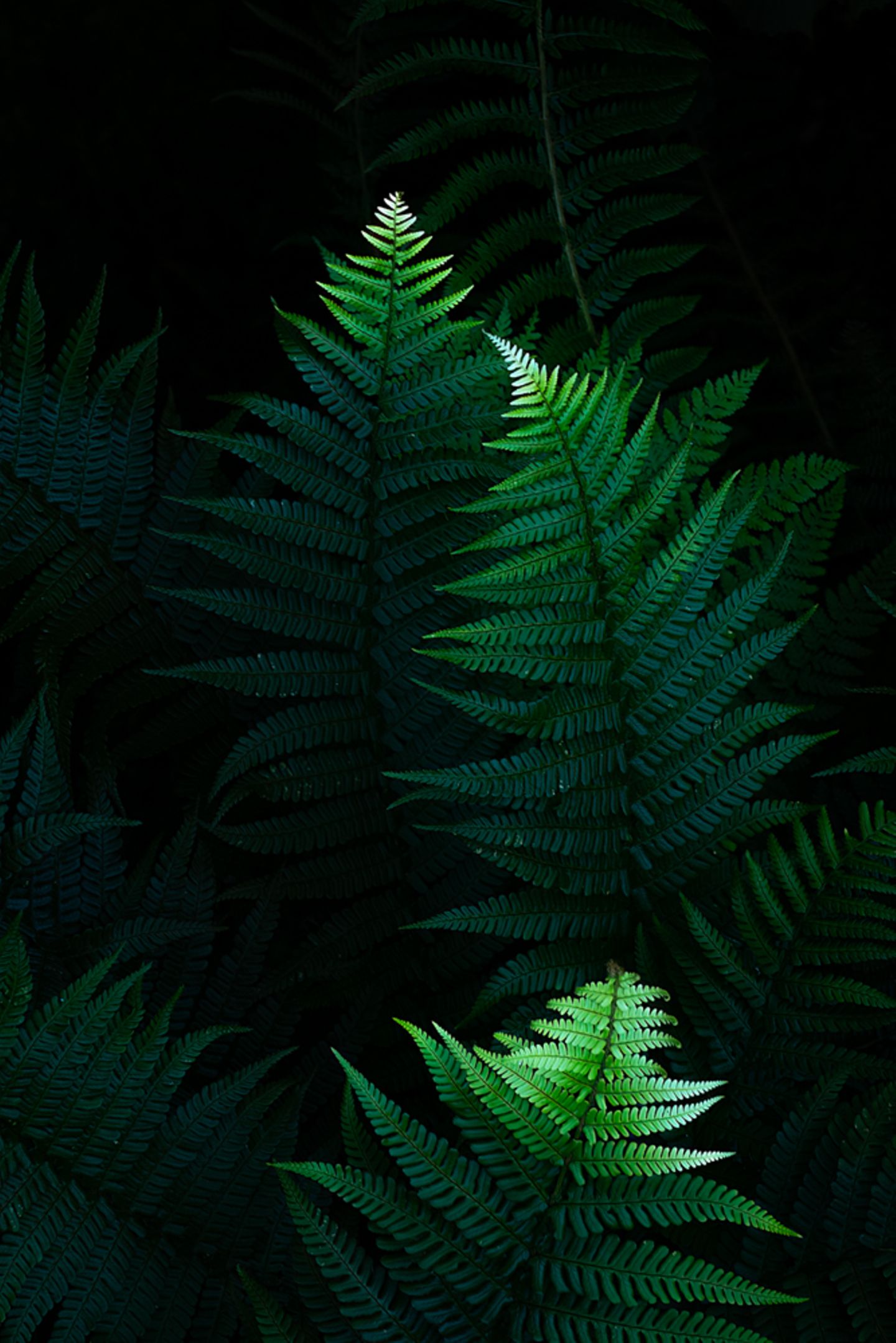 Mit ihrer Urtümlichkeit und der Regelmäßigkeit ihrer Formen bieten Farne ein lohnendes Fotomotiv. Mit diesem Stillleben aus dem schattigen Wald von La Cavada, Spanien, gelang dem Fotografen Alfonso Lalastra eine Aufnahme von fast mystischer Schönheit.
