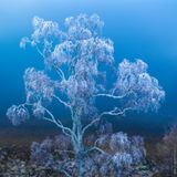 Cairngorms-Nationalpark, Schottland: Ebenfalls mit einer Drohne gelang dem Fotografen Christopher Harrison diese stimmungsvolle Aufnahme einer bereiften Birke am Ufer eines Sees.