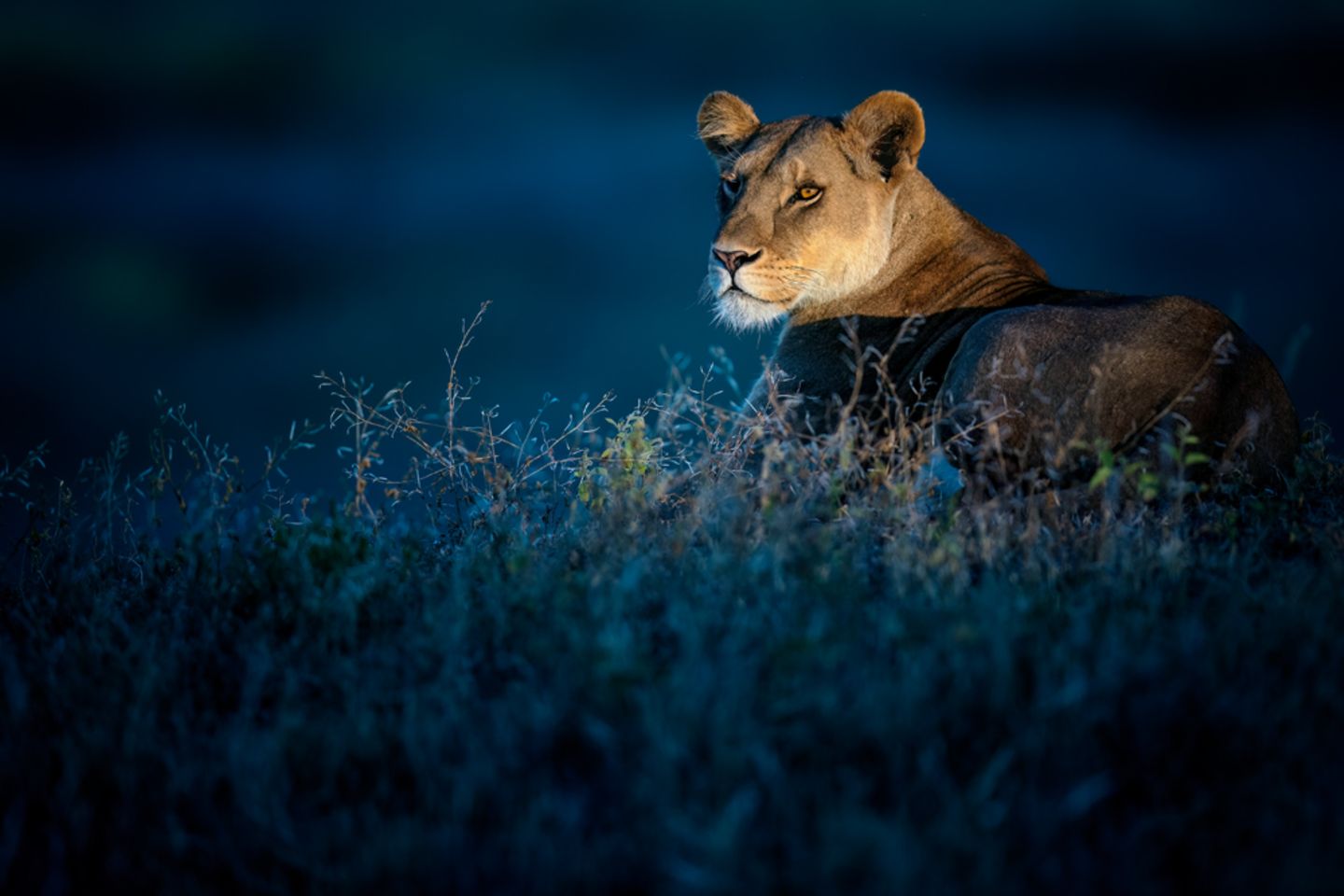 Ngorongoro-Schutzgebiet, Tansania: Während die Umgebung noch in dämmriges Blau gehüllt ist, blickt eine Löwin aufmerksam in den ersten Strahl der aufgehenden Sonne.