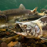 Im Gegensatz zum Atlantischen Lachs laicht der Buckellachs (Oncorhynchus gorbuscha) nur einmal. Und sein Körper beginnt bereits zu zerfallen, während er noch heranreift und sich auf das Paarungsritual vorbereitet. Das zombiehafte Exemplar im Vordergrund, so berichtet der Fotograf Knut-Sverre Horn, sei nicht nur lebendig – sondern sogar bemerkenswert aggressiv gewesen. Ursprünglich im Pazifischen Ozean heimisch, wurde die Art in den 1960er-Jahren in Nordostrussland eingeführt und hat sich seither in norwegischen Flüssen zu einer invasiven Art entwickelt.