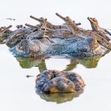 Nationales Wildschutzgebiet Chambal, Indien: Der Gangesgavial, auch Gharial genannt, ist vom Aussterben bedroht; nur in Nepal und im Norden Indiens existieren noch kleinere Populationen. Dieses Männchen duldet fürsorglich den eigenen Nachwuchs auf seinem Kopf.