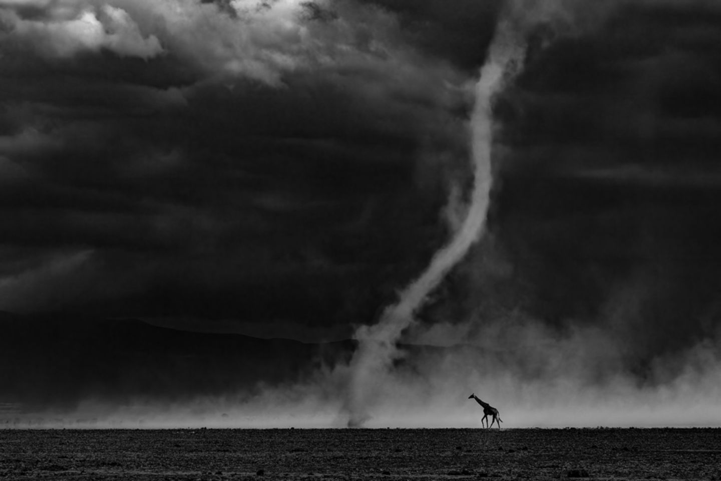 Eine Giraffe schreitet anscheinend unbeirrt von dem nahen Staubteufel durch den Amboseli-Nationalpark in Kenia. "Ich habe fast ein Jahrzehnt gebraucht, um ein Bild zu finden, das meine Gefühle für Amboseli, seine stille Poesie, seine Unvorhersehbarkeit und seine Anmut zum Ausdruck bringt", schreibt der Fotograf Rahul Sachdev über sein Bild. "In diesem Foto geht es nicht um den Staubteufel und auch nicht um die Giraffe. Es geht um das seltene Zusammentreffen von Geduld, Ort und Möglichkeit."  Die Jury des Wettbewerbs Glanzlichter der Naturfotografie 2026 zeichnete das Bild mit dem Titel "All Over Winner" aus. Insgesamt haben in diesem Jahr mehr als 1000 Fotografinnen und Fotografen aus 44 Ländern fast 25.000 Arbeiten eingereicht.