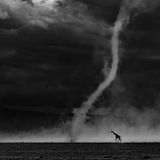 Eine Giraffe schreitet anscheinend unbeirrt von dem nahen Staubteufel durch den Amboseli-Nationalpark in Kenia. "Ich habe fast ein Jahrzehnt gebraucht, um ein Bild zu finden, das meine Gefühle für Amboseli, seine stille Poesie, seine Unvorhersehbarkeit und seine Anmut zum Ausdruck bringt", schreibt der Fotograf Rahul Sachdev über sein Bild. "In diesem Foto geht es nicht um den Staubteufel und auch nicht um die Giraffe. Es geht um das seltene Zusammentreffen von Geduld, Ort und Möglichkeit."  Die Jury des Wettbewerbs Glanzlichter der Naturfotografie 2026 zeichnete das Bild mit dem Titel "All Over Winner" aus. Insgesamt haben in diesem Jahr mehr als 1000 Fotografinnen und Fotografen aus 44 Ländern fast 25.000 Arbeiten eingereicht.