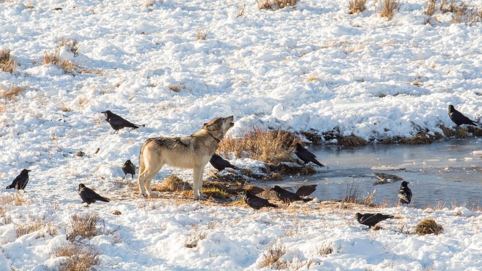 Suche nach Aas: Raben folgen Wölfen nicht – ihre Strategie ist viel raffinierter