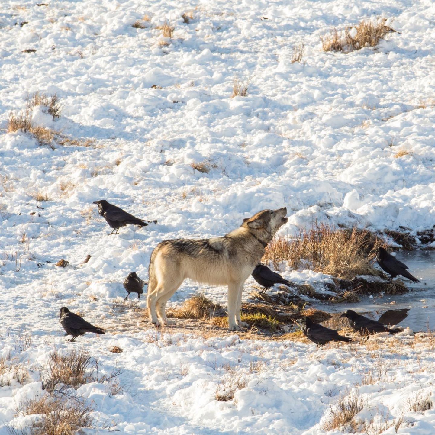 Suche nach Aas: Raben folgen Wölfen nicht – ihre Strategie ist viel raffinierter