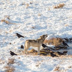Suche nach Aas: Raben folgen Wölfen nicht – ihre Strategie ist viel raffinierter