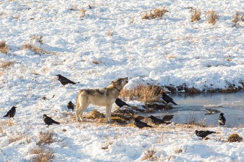 Suche nach Aas: Raben folgen Wölfen nicht – ihre Strategie ist viel raffinierter