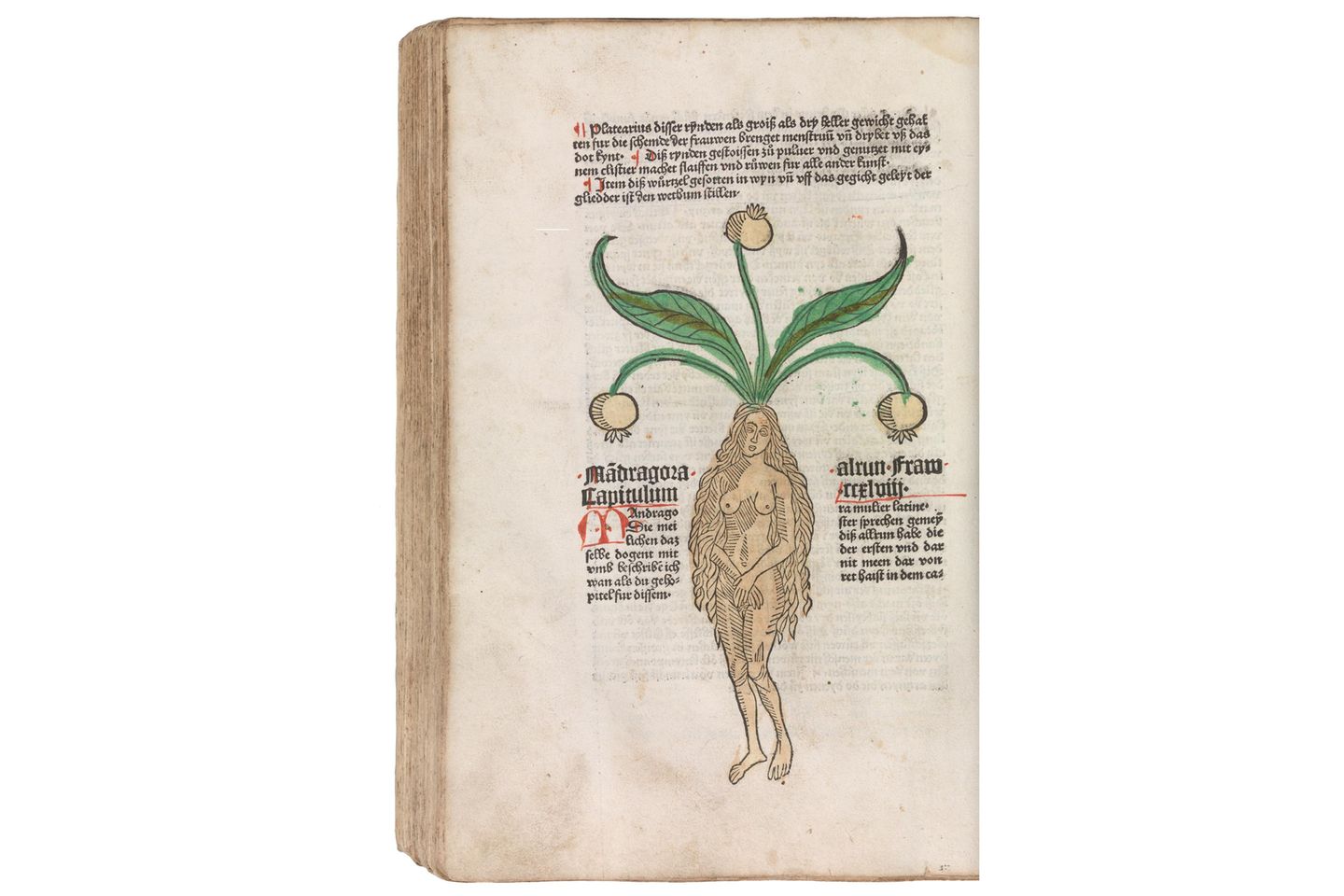 Die Wurzeln der Alraune (Mandragora offinicialis) werden oft in Menschenform dargestellt - daher rührt der Mythos, dass die Pflanze schreit, wenn man sie aus der Erde zieht. Diese Abbildung stammt aus "Gart der Gesundheit" von Johann von Cube, einem Kräuterbuch von 1485.