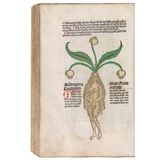 Die Wurzeln der Alraune (Mandragora offinicialis) werden oft in Menschenform dargestellt - daher rührt der Mythos, dass die Pflanze schreit, wenn man sie aus der Erde zieht. Diese Abbildung stammt aus "Gart der Gesundheit" von Johann von Cube, einem Kräuterbuch von 1485.