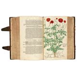 De historia stirpium von Leonhart Fuchs (1542) stellt über 500 Pflanzen in detailreichen, handkolorierten Holzschnitten dar. Drei Künstler waren daran beteiligt: Die Zeichnungen fertigte Albrecht Mayer an, Heinrich Füllmaurer kopierte sie auf Druckplatten, und Vitus Rudolph Speckle schnitt sie ins Holz.