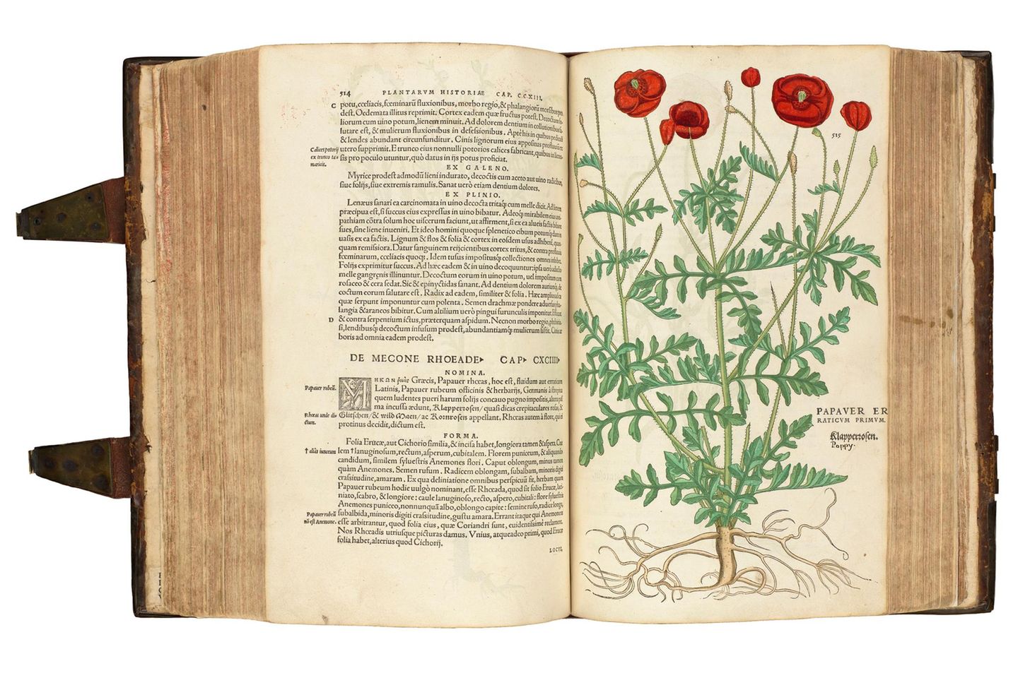 De historia stirpium von Leonhart Fuchs (1542) stellt über 500 Pflanzen in detailreichen, handkolorierten Holzschnitten dar. Drei Künstler waren daran beteiligt: Die Zeichnungen fertigte Albrecht Mayer an, Heinrich Füllmaurer kopierte sie auf Druckplatten, und Vitus Rudolph Speckle schnitt sie ins Holz.