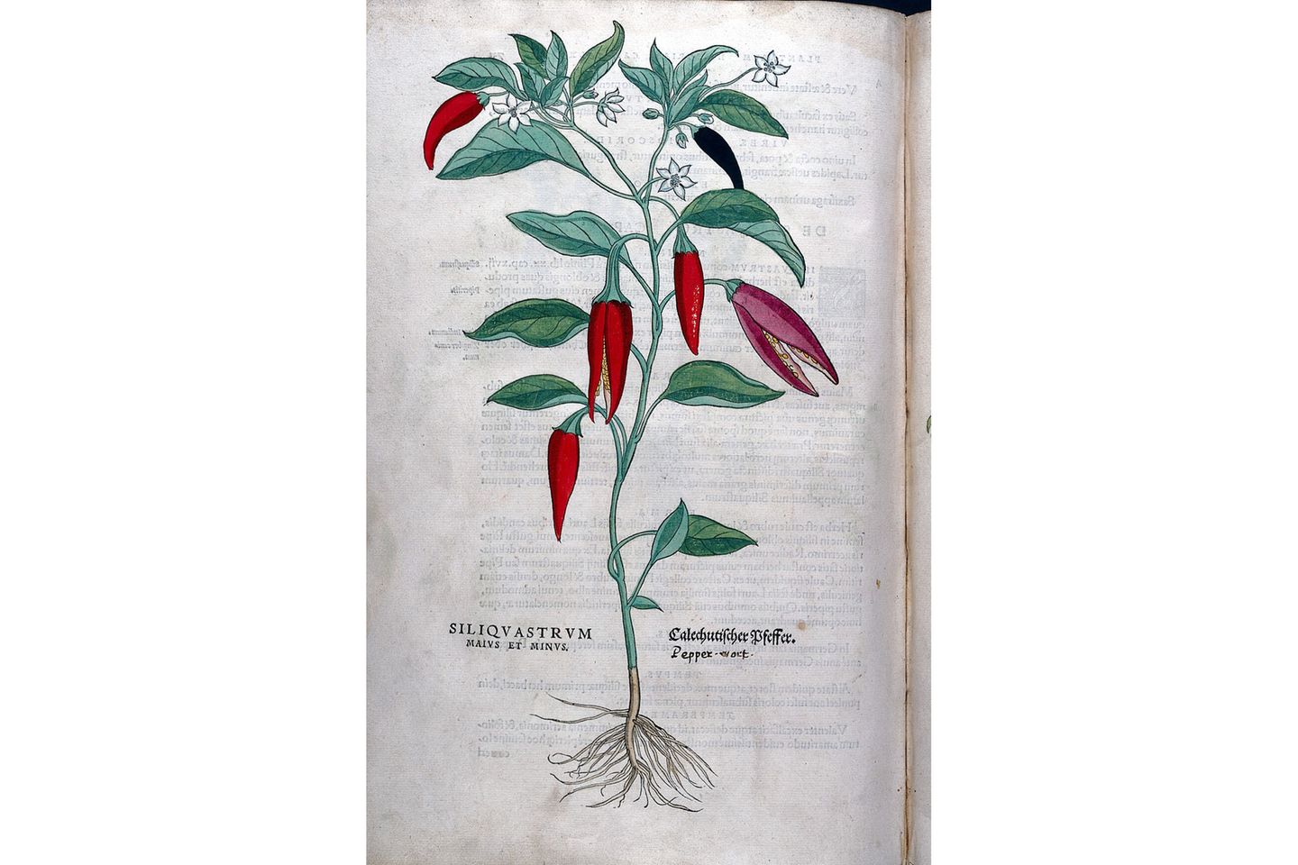 Die erste Darstellung einer Paprikapflanze in der botanischen Literatur Europas stammt ebenfalls aus De historia stirpium (1542). 
