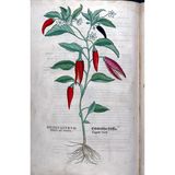 Die erste Darstellung einer Paprikapflanze in der botanischen Literatur Europas stammt ebenfalls aus De historia stirpium (1542). 