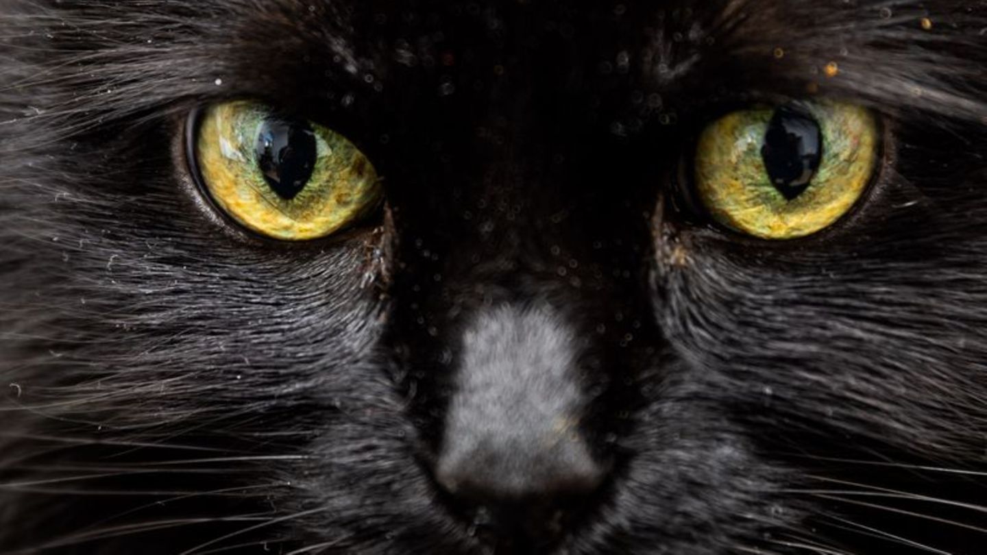 Schwarze Katze in Sicht? An einem Freitag, dem 13., verheißt das für abergläubische Menschen nichts Gutes. Foto: Christoph Soede