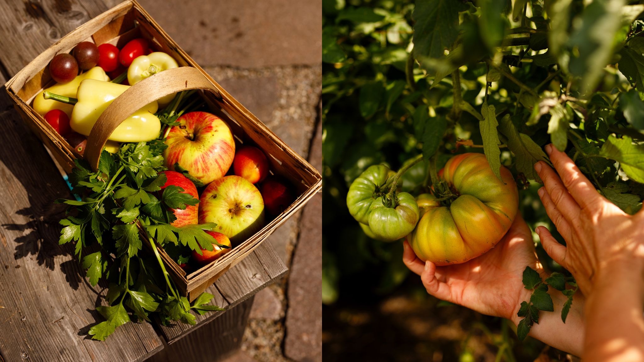 Aromaexplosion statt fader Einheitsware: War Selbstversorgung einst überlebenswichtig, stehen heute meist der herausragende Geschmack alter Sorten und die Naturerfahrung im Vordergrund