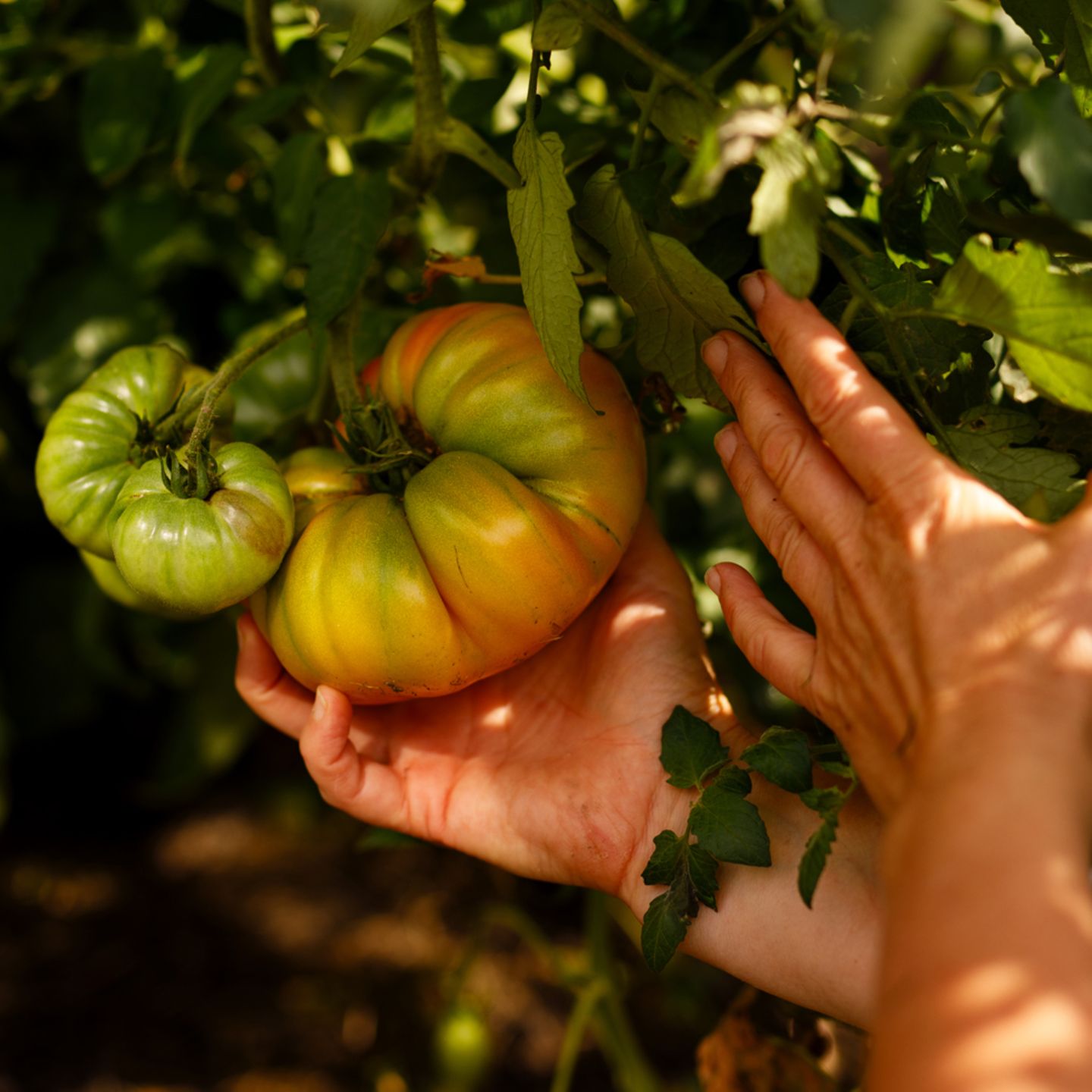 frauen befriedigen sich mit obst und gemüse 3 Gesundheitsfakten über Selbstbefriedigung, die du bestimmt noch nicht  kanntest