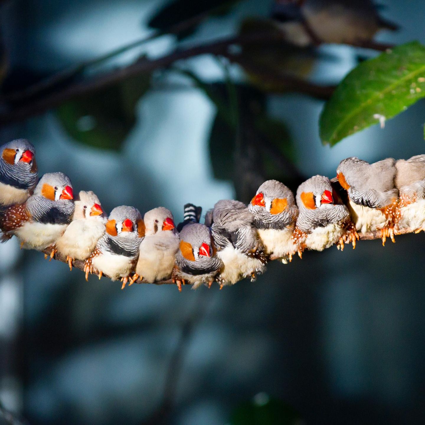 Zebrafinken kuscheln auf einem Ast